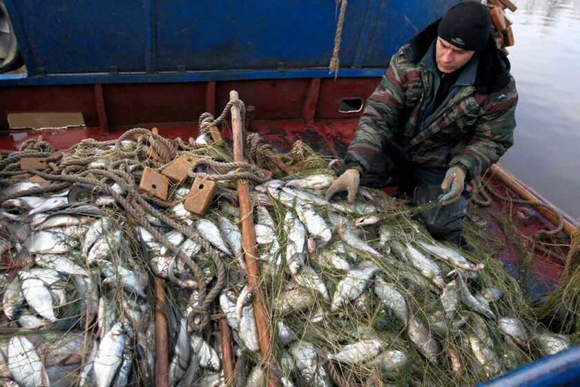 2024 год стал рекордным по промышленному вылову рыбы на Белом озере в Вологодской области за последние 10 лет.