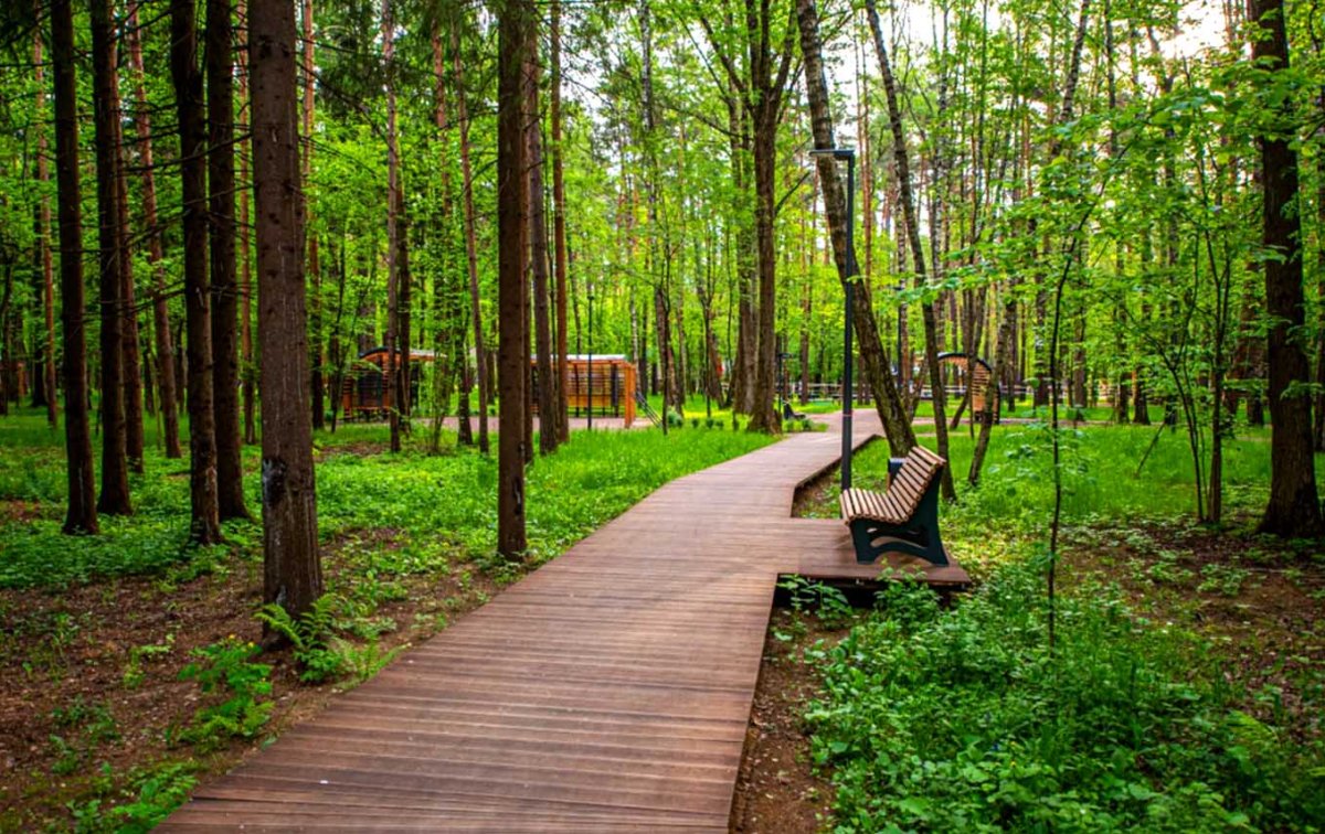 16 парков в лесу планируется создать на Вологодчине.