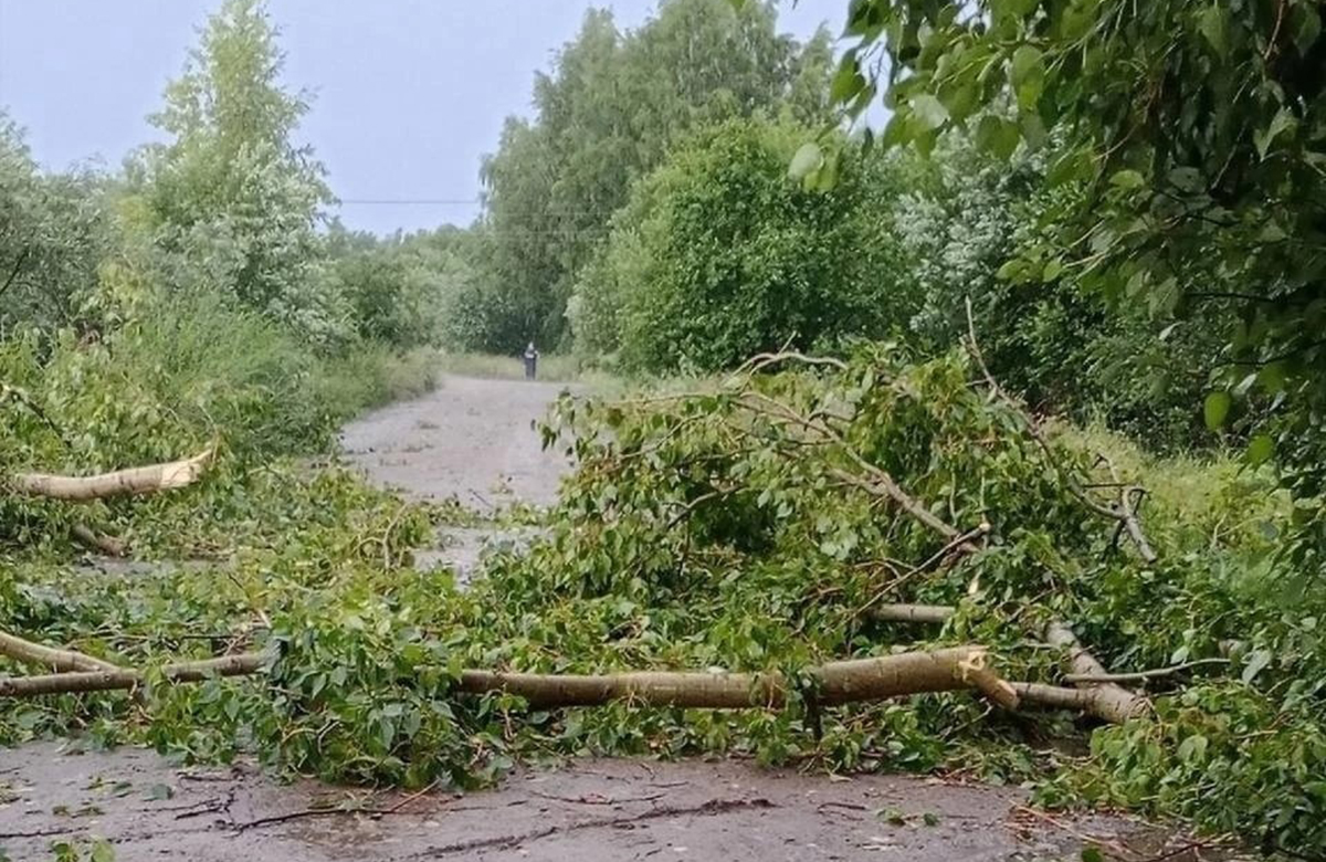 Георгий Филимонов поручил оперативно восстановить электроснабжение после непогоды на Вологодчине.