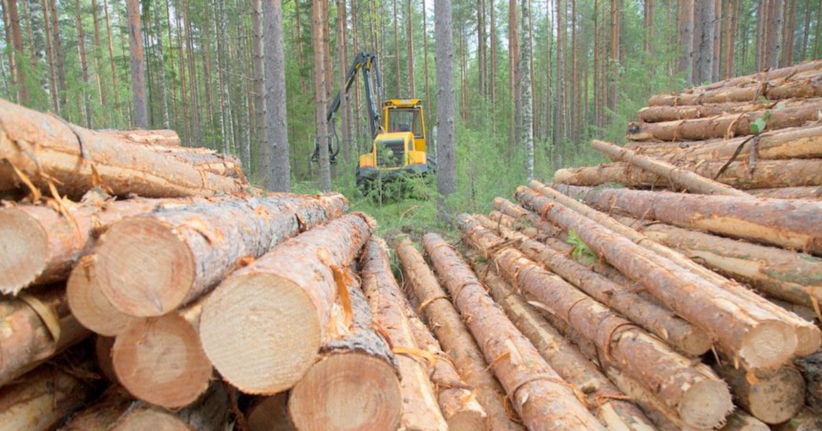 В Вологодской области продолжается декриминализация лесной отрасли.