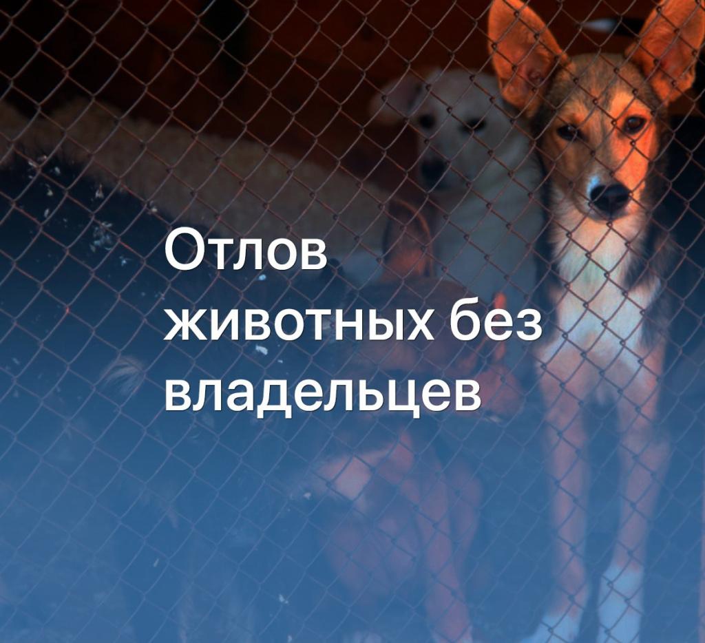 Уважаемые жители Сокольского округа,  Администрация Сокольского округа информирует.