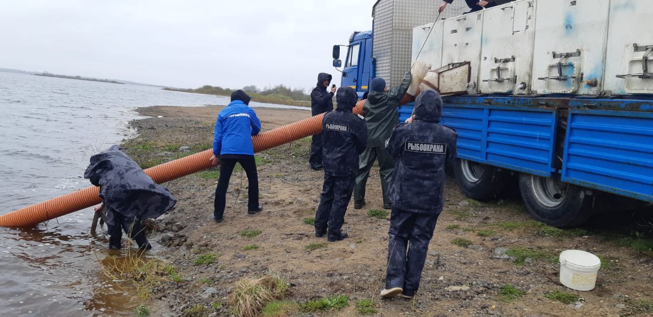 Около 200 тысяч личинок нельмы выпустили в Кубену на Вологодчине.