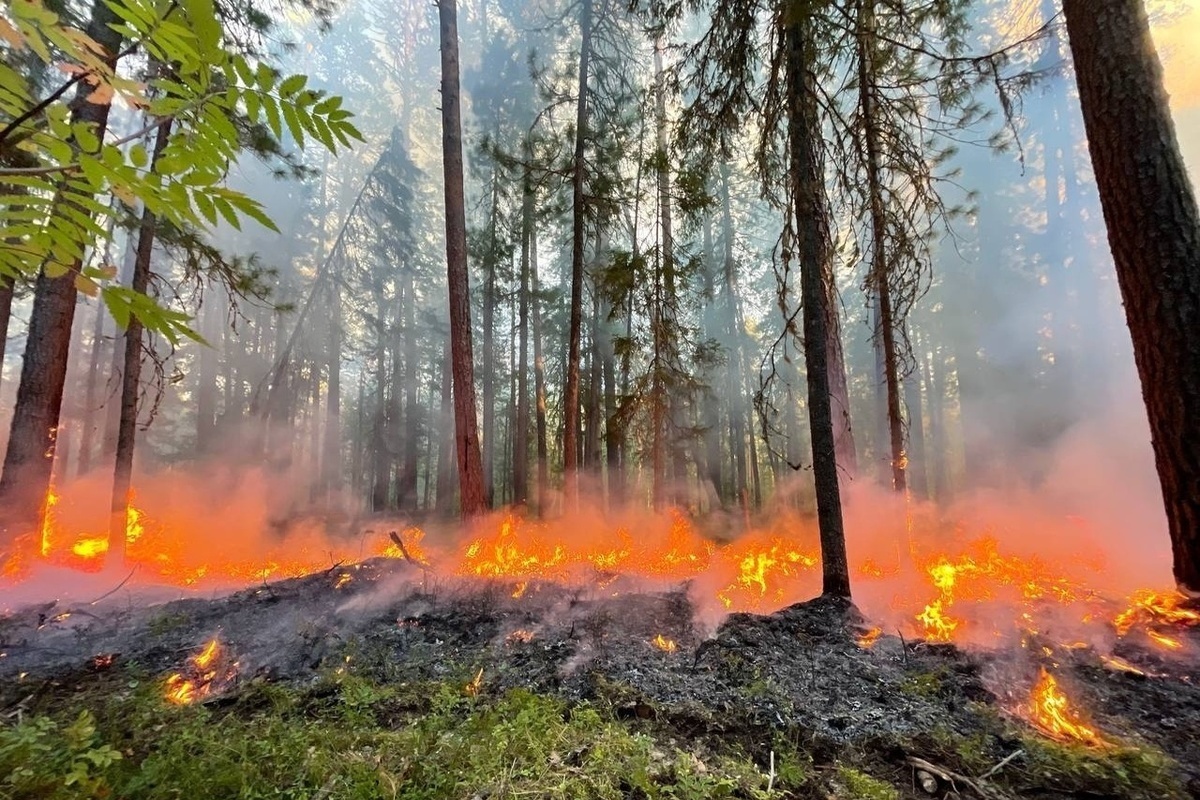Лесных пожаров на прошедшей неделе  на Вологодчине не зарегистрировано.