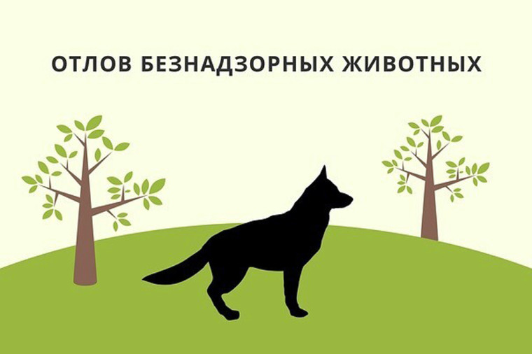 Рейды по отлову животных без владельцев на территории Сокольского муниципального округа.. Рейды по отлову животных без владельцев на территории Сокольского муниципального округа..