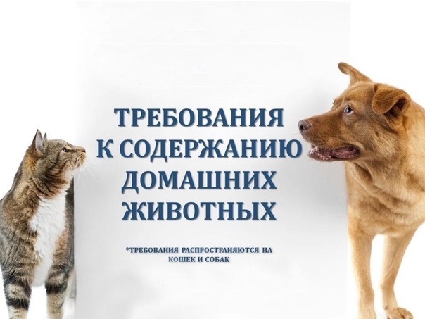 Требования к содержанию домашних животных. Требования к содержанию домашних животных.