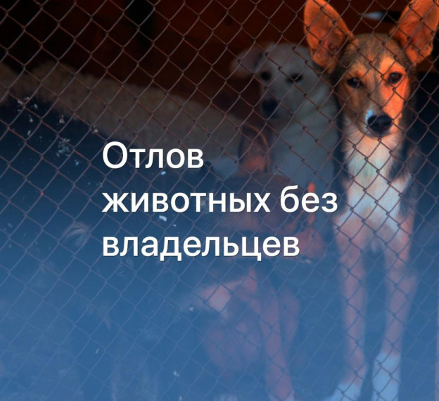 Уважаемые жители Сокольского округа, Администрация Сокольского округа информирует. Уважаемые жители Сокольского округа, Администрация Сокольского округа информирует.